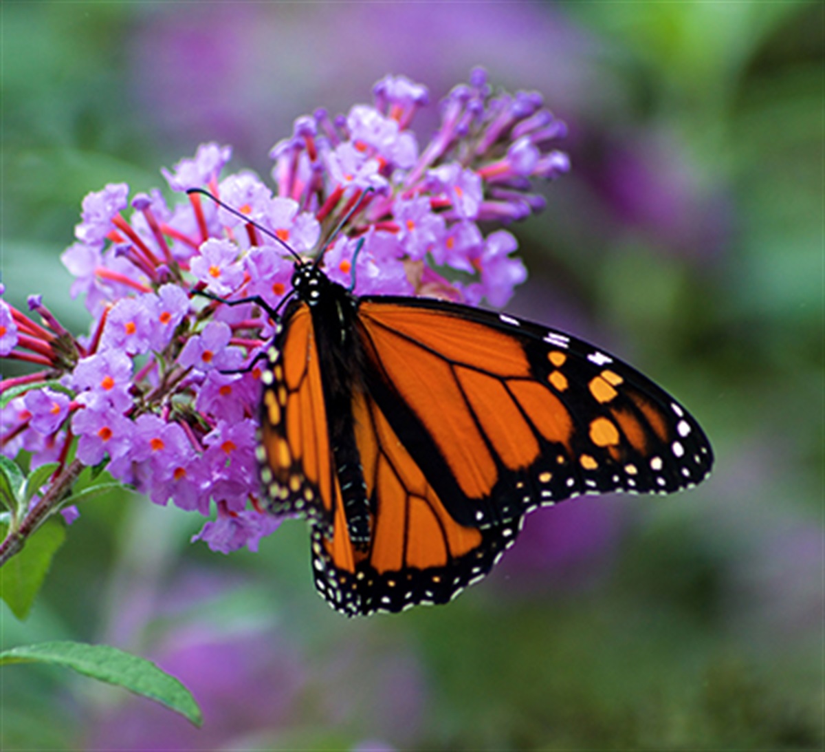 Backyard Habitat Program - City of Coral Springs